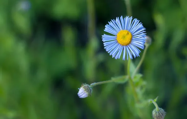 Картинка цветок, лепестки, purple flower