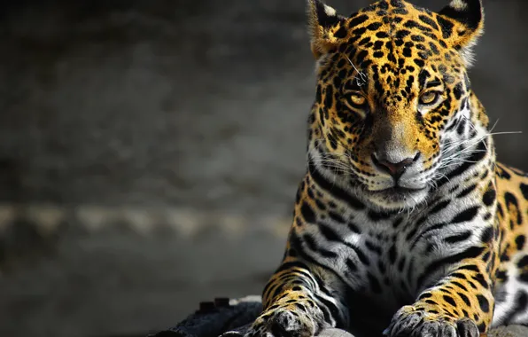 Beautiful, Tiger, animals