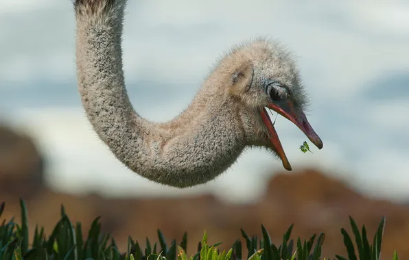 Природа, фон, птица