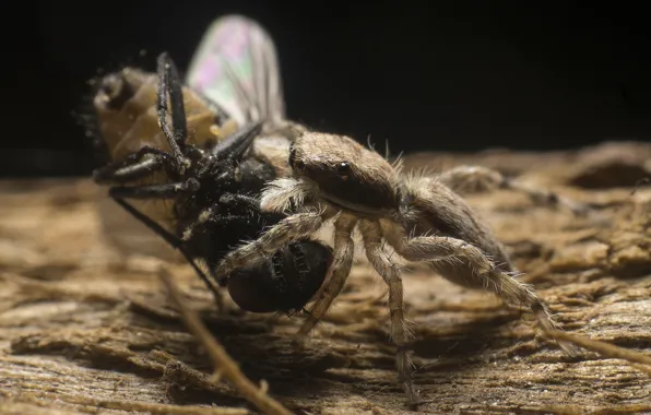 Spider, fly, hunter
