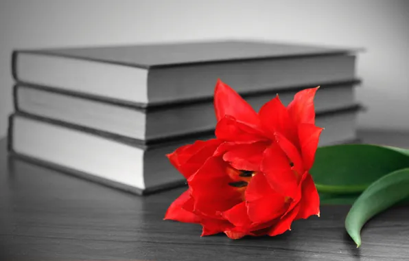 Цветок, красный, стол, книги