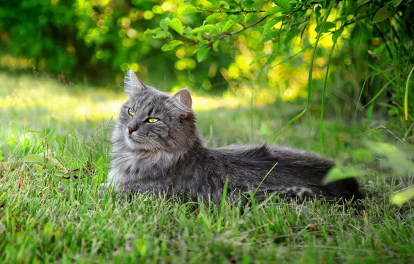 Кошка, лето, трава
