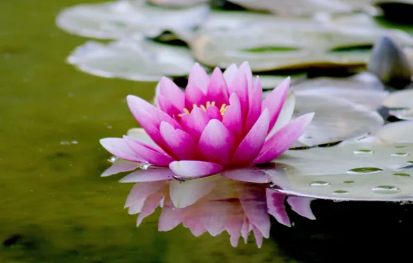 Картинка цветок, листья, вода, лотос, flower, water, leaves, lotus