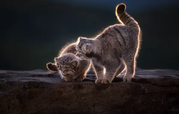 Природа, камень, котята, парочка, детеныш, манул, позы, детеныши
