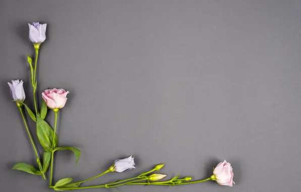 Картинка цветы, фон, бутоны, pink, flowers, violet, эустома, eustoma