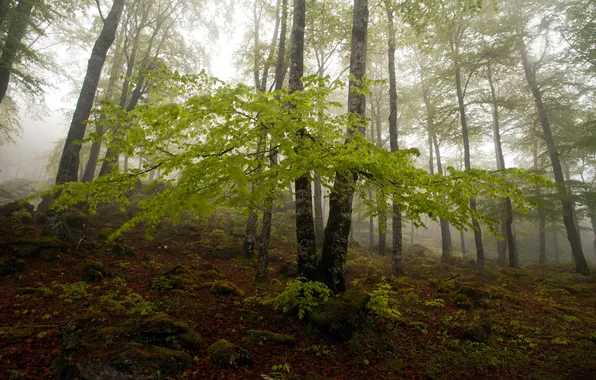 Картинка лес, природа, туман