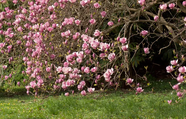 Картинка трава, цветы, дерево, розовые, Магнолия, Magnolia