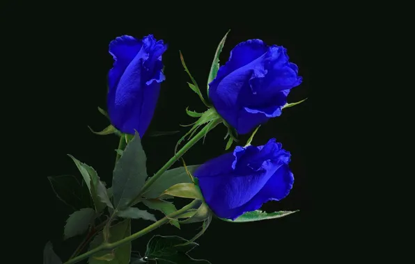 Blue, roses, bunch, bouquet of roses