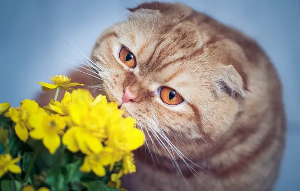 Кошка, кот, взгляд, морда, цветы, фон, портрет, желтые