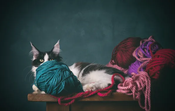 Кошка, кот, пряжа