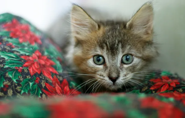 Кошка, взгляд, природа, поза, котенок, мордашка