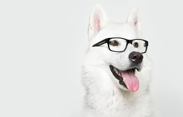Картинка собака, очки, лайка