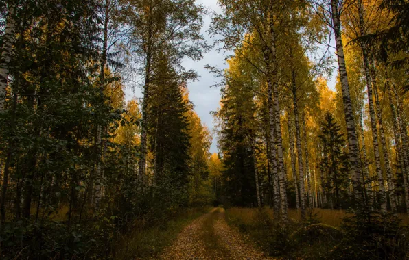 Картинка дорога, осень, лес, деревья, желтый, ели, берёзы, тропинка