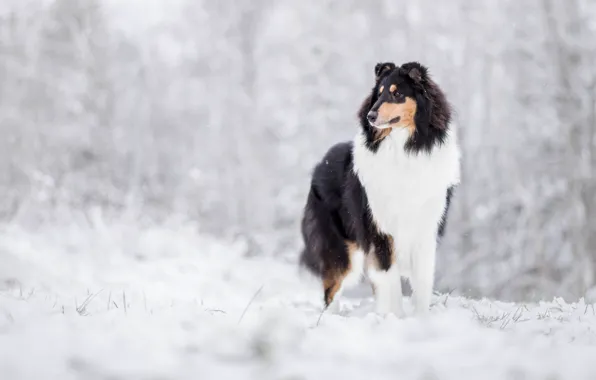 Картинка зима, снег, собака, Колли, Шотландская овчарка