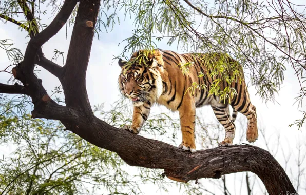 Тигр, дерево, хищник, суматранский