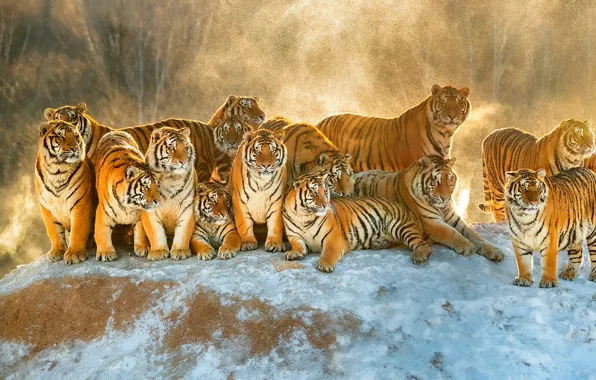 Зима, лес, свет, снег, тигр, туман, стая, холм