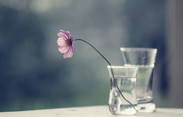 Картинка цветок, фон, ваза