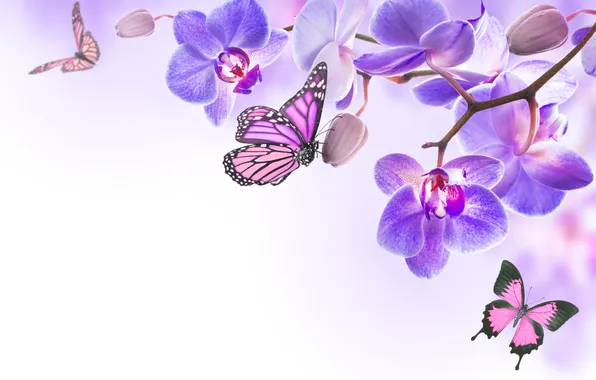 Бабочки, цветы, орхидея, flowers, orchid, spring, purple, butterflies