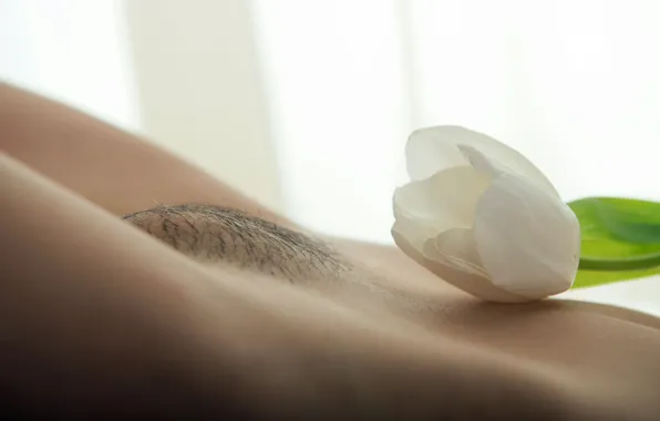Цветок, макро, крупный план, животик, pussy, Dakana