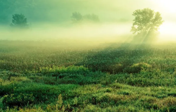 Картинка поле, пейзаж, туман, утро