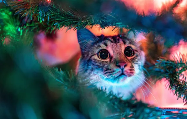 Кошка, кот, взгляд, морда, свет, ветки, портрет, Рождество