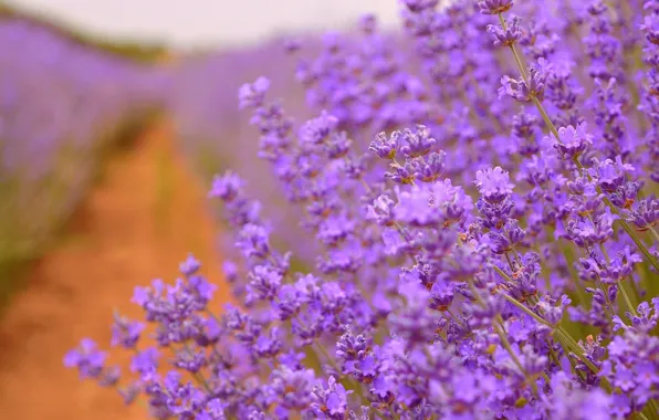 Лаванда, Lavender, Purple flowers