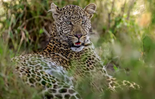 Картинка леопард, клыки, Африка