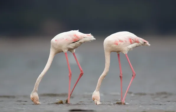 Птицы, природа, Greater flamingo