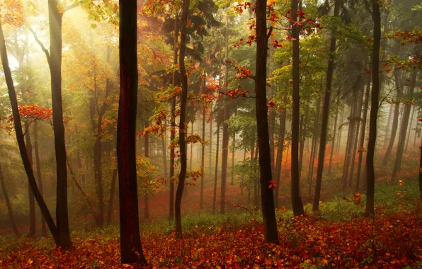 Картинка осень, лес, листья, лучи, деревья, пейзаж, природа, красиво