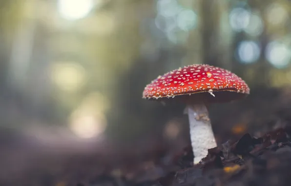 Лес, природа, поляна, гриб, мухомор, боке