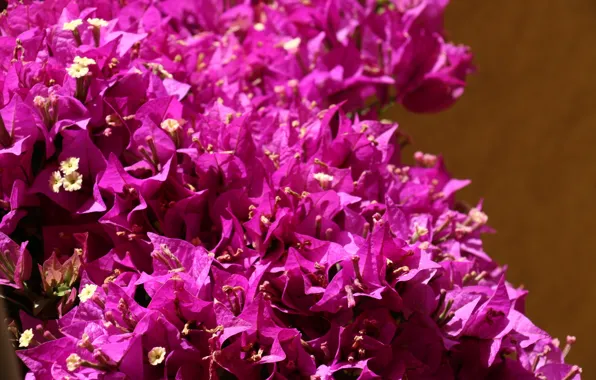 Wall, spring, purple