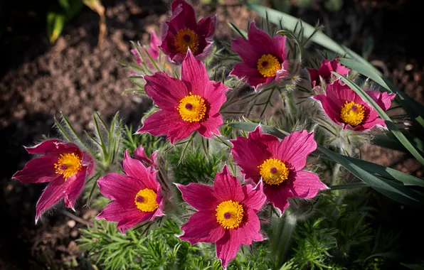 Цветок, flower, Прострел, Kuhschelle