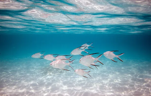 Картинка свет, рыбки, Ocean