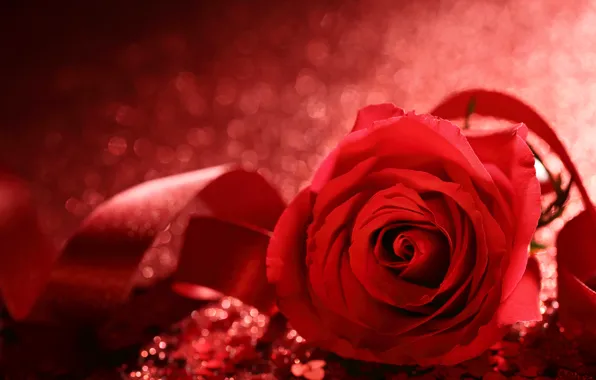 Любовь, цветы, розы, лепестки, valentine's day
