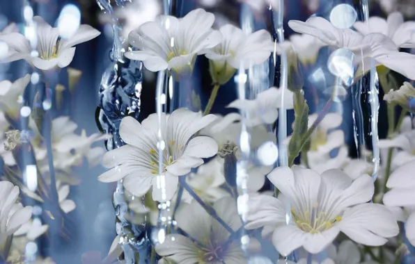Картинка Вода, Flowers, Water, Ясколка, Белые Цветы, White flowers