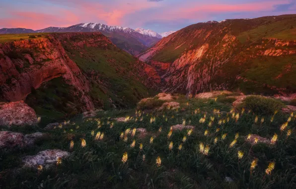 Свет, цветы, горы, скалы, Казахстан, на закате, Каньон Аксу