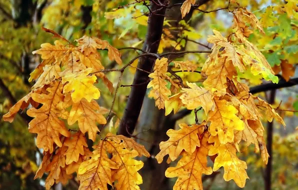 Autumn, leaf, twig