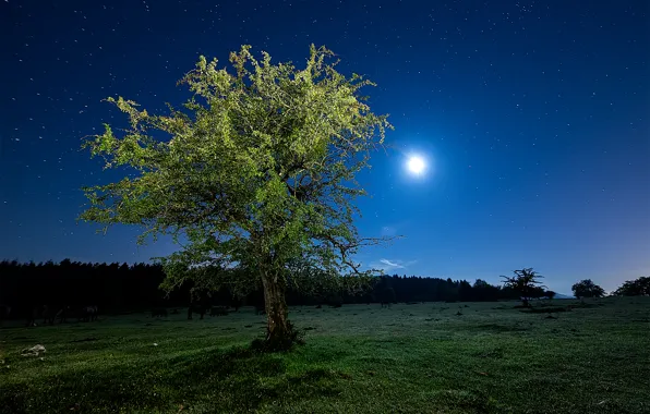 Картинка поле, небо, трава, звезды, свет, ночь, дерево, Луна