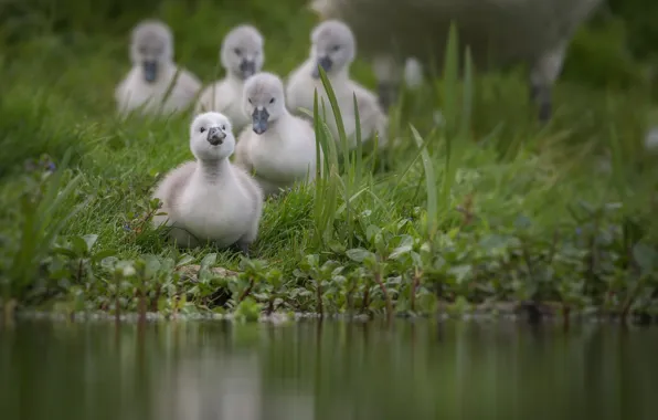 Вода, пруд, птица