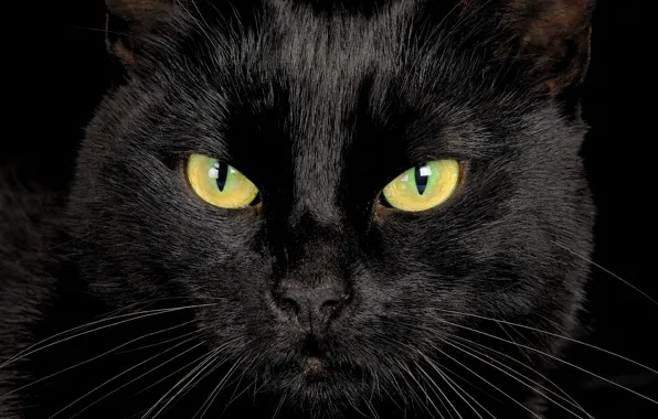 Глаза, взгляд, черный кот