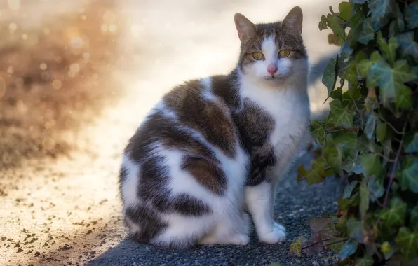 Кошка, кот, взгляд, листья, свет, природа, поза, мордашка