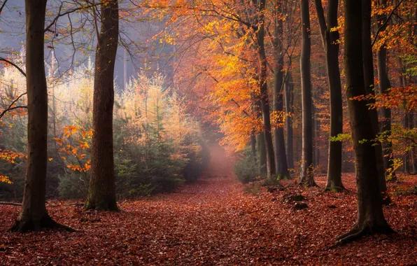 Картинка осень, лес, деревья, Нидерланды, опавшие листья