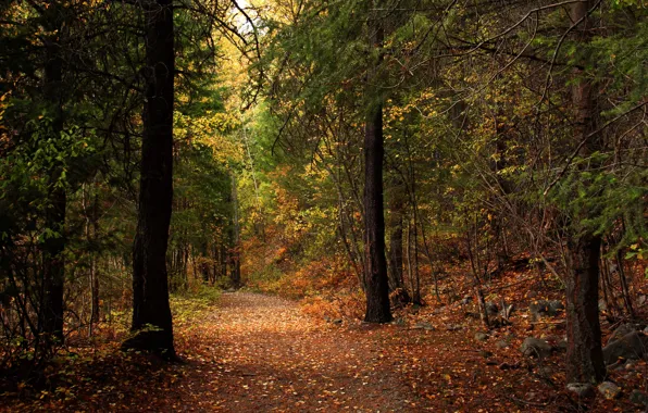 Картинка осень, лес, листья, деревья, парк, путь, камни, солнечный свет