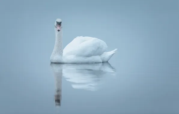 Картинка туман, озеро, отражение, зеркало, лебедь