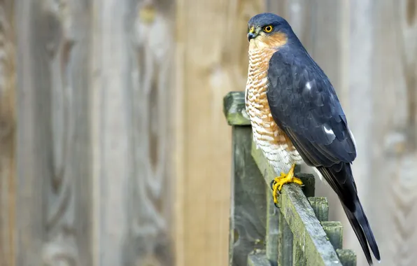 Картинка птица, забор, Sparrowhawk