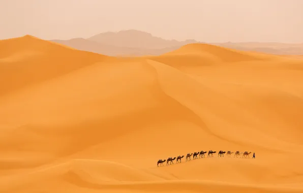 Пустыня, дюны, верблюды, караван
