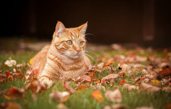 Осень, кошка, листья, портрет, рыжая кошка