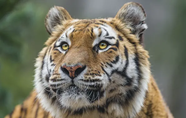 Картинка кошка, взгляд, морда, тигр, амурский, ©Tambako The Jaguar