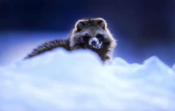 Зима, взгляд, снег, природа, сугробы, енот, мордашка, синий фон
