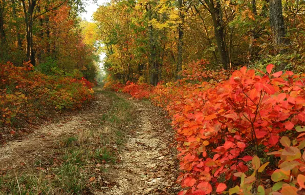 Осень, листва, тропа, forest, Autumn, leaves, path, fall